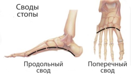 Своды стопы Своды стопы